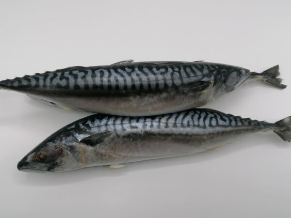 poisson Makerel 1kg – Image 3
