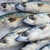 Carton de poisson Thon – Image 2