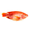 Le Tilapia rouge 500/800gr